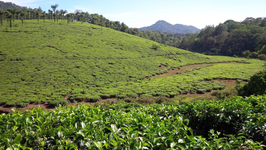 Munnar