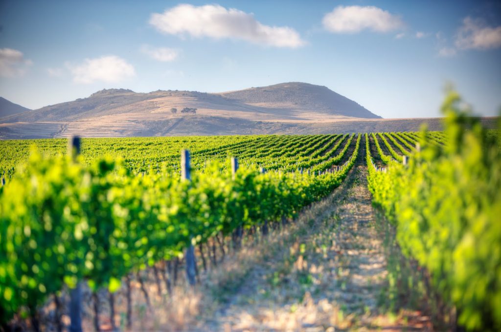 Cape Whale Coast Wine Routes